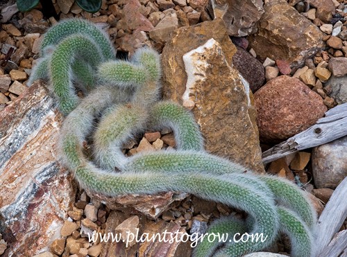 Monkeys Tail Cactus (Cleistocactus winteri subs. colademononis)